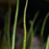 Fotografia 7 da espécie Drosophyllum lusitanicum do Jardim Botânico UTAD