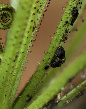 Fotografia 8 da espécie Drosophyllum lusitanicum no Jardim Botânico UTAD