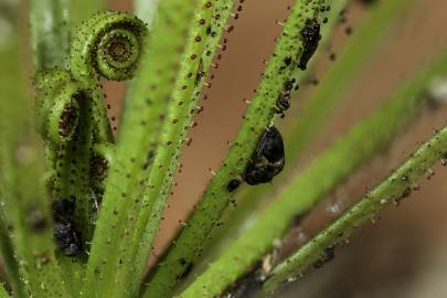 Fotografia da espécie Drosophyllum lusitanicum