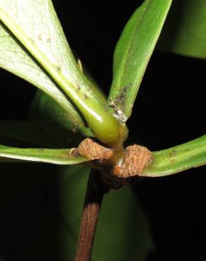 Fotografia 3 da espécie Ancistrocladus tectorius no Jardim Botânico UTAD