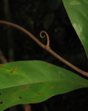 Fotografia 5 da espécie Ancistrocladus tectorius no Jardim Botânico UTAD