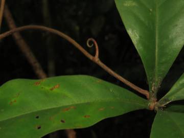 Fotografia da espécie Ancistrocladus tectorius