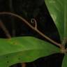 Fotografia 5 da espécie Ancistrocladus tectorius do Jardim Botânico UTAD