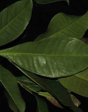 Fotografia 12 da espécie Ancistrocladus tectorius no Jardim Botânico UTAD