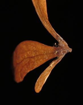 Fotografia 13 da espécie Ancistrocladus tectorius no Jardim Botânico UTAD