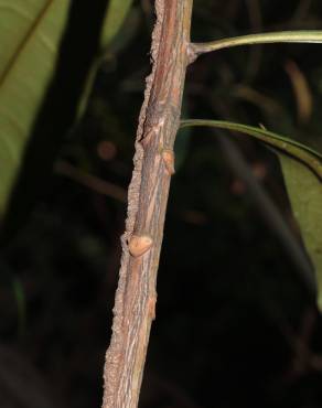Fotografia 15 da espécie Ancistrocladus tectorius no Jardim Botânico UTAD