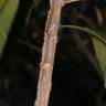 Fotografia 15 da espécie Ancistrocladus tectorius do Jardim Botânico UTAD