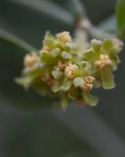 Fotografia da espécie Simmondsia chinensis