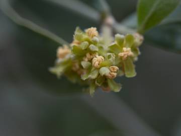 Fotografia da espécie Simmondsia chinensis