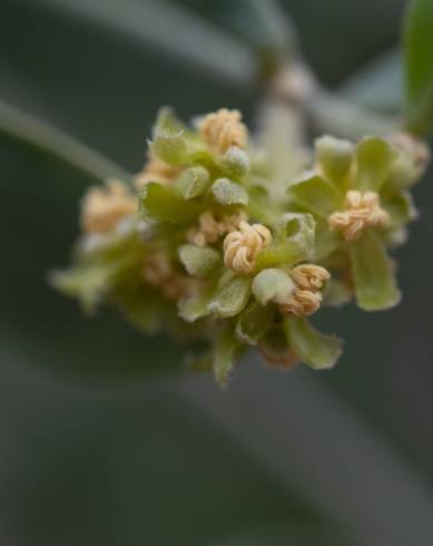 Fotografia de capa Simmondsia chinensis - do Jardim Botânico