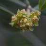 Fotografia 1 da espécie Simmondsia chinensis do Jardim Botânico UTAD