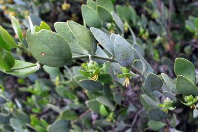 Fotografia da espécie Simmondsia chinensis