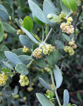 Fotografia 3 da espécie Simmondsia chinensis no Jardim Botânico UTAD