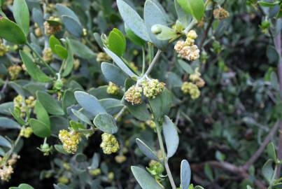 Fotografia da espécie Simmondsia chinensis