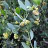 Fotografia 3 da espécie Simmondsia chinensis do Jardim Botânico UTAD