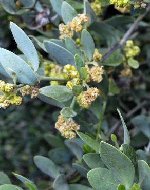 Fotografia 4 da espécie Simmondsia chinensis no Jardim Botânico UTAD