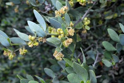 Fotografia da espécie Simmondsia chinensis