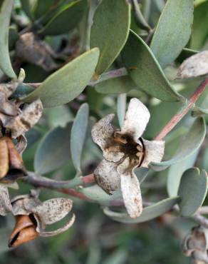 Fotografia 6 da espécie Simmondsia chinensis no Jardim Botânico UTAD