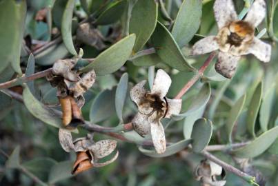 Fotografia da espécie Simmondsia chinensis