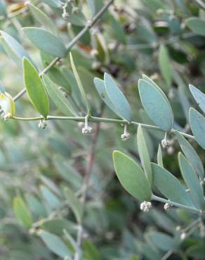Fotografia 7 da espécie Simmondsia chinensis no Jardim Botânico UTAD