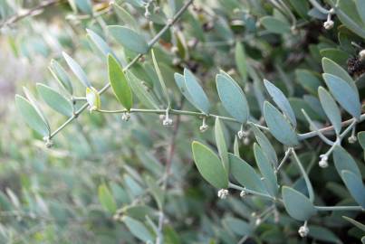 Fotografia da espécie Simmondsia chinensis