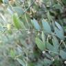 Fotografia 7 da espécie Simmondsia chinensis do Jardim Botânico UTAD