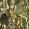Fotografia 8 da espécie Simmondsia chinensis do Jardim Botânico UTAD