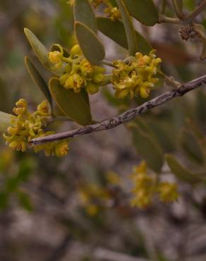 Fotografia 9 da espécie Simmondsia chinensis no Jardim Botânico UTAD