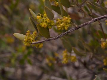 Fotografia da espécie Simmondsia chinensis