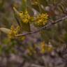 Fotografia 9 da espécie Simmondsia chinensis do Jardim Botânico UTAD