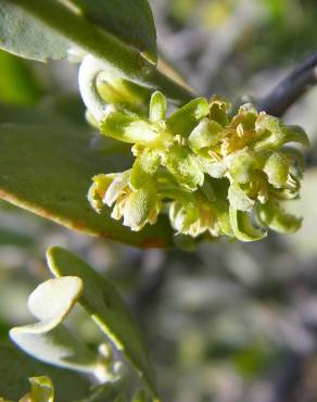 Fotografia 10 da espécie Simmondsia chinensis no Jardim Botânico UTAD