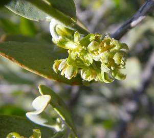 Fotografia da espécie Simmondsia chinensis