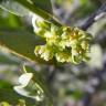 Fotografia 10 da espécie Simmondsia chinensis do Jardim Botânico UTAD