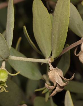 Fotografia 12 da espécie Simmondsia chinensis no Jardim Botânico UTAD
