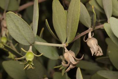 Fotografia da espécie Simmondsia chinensis