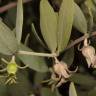 Fotografia 12 da espécie Simmondsia chinensis do Jardim Botânico UTAD