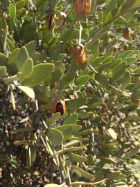 Fotografia da espécie Simmondsia chinensis