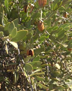 Fotografia 13 da espécie Simmondsia chinensis no Jardim Botânico UTAD