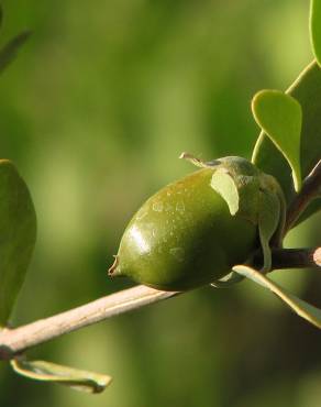 Fotografia 14 da espécie Simmondsia chinensis no Jardim Botânico UTAD