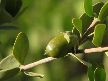 Fotografia da espécie Simmondsia chinensis