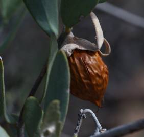 Fotografia da espécie Simmondsia chinensis