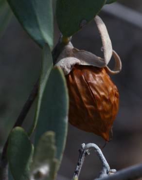 Fotografia 15 da espécie Simmondsia chinensis no Jardim Botânico UTAD