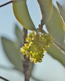 Fotografia da espécie Simmondsia chinensis