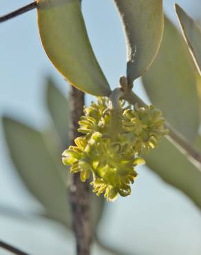 Fotografia 16 da espécie Simmondsia chinensis no Jardim Botânico UTAD