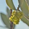 Fotografia 16 da espécie Simmondsia chinensis do Jardim Botânico UTAD
