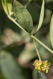 Fotografia da espécie Simmondsia chinensis