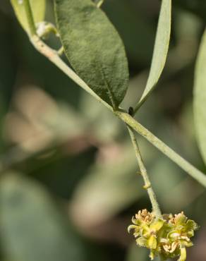 Fotografia 17 da espécie Simmondsia chinensis no Jardim Botânico UTAD