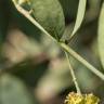 Fotografia 17 da espécie Simmondsia chinensis do Jardim Botânico UTAD
