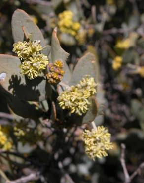 Fotografia 18 da espécie Simmondsia chinensis no Jardim Botânico UTAD