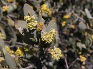 Fotografia da espécie Simmondsia chinensis